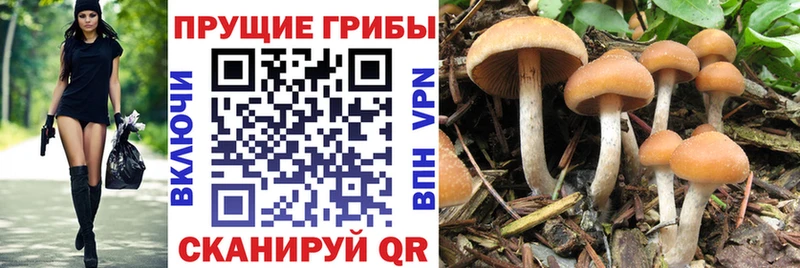 купить наркотик  Барабинск  Псилоцибиновые грибы прущие грибы 
